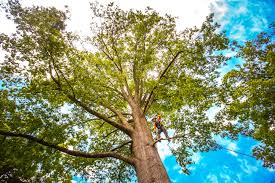 How Our Tree Care Process Works  in  Brookhaven, GA